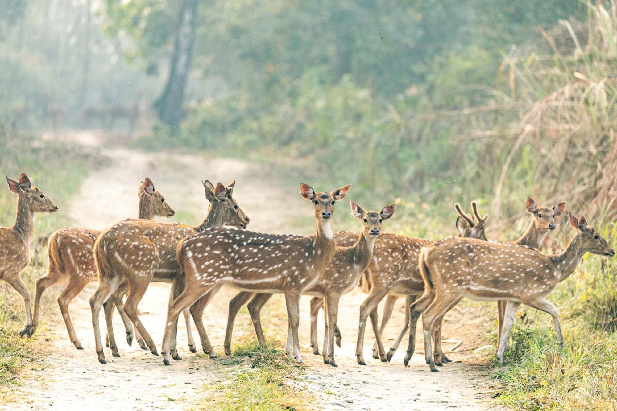 Kasara Chitwan Hotel Patlahara Luaran gambar